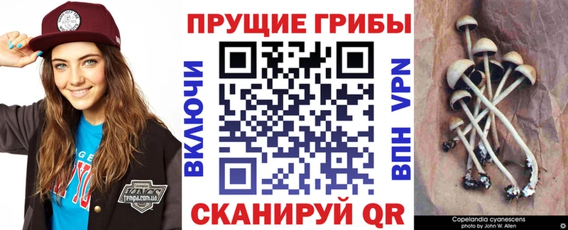 где продают   Чегем  Псилоцибиновые грибы Cubensis 